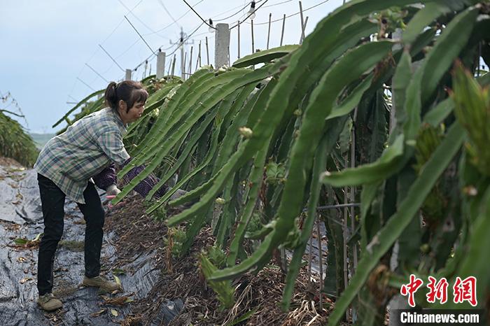 图为7月21日，隆安县火龙果示范种植基地内，一名工人正在为火龙果树修剪枝条。
<a target='_blank' href='http://www.chinanews.com/'>中新社</a>记者 俞靖 摄