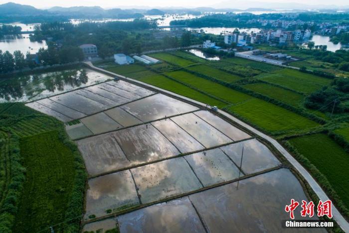 江西湖口县均桥镇农民一边在栽插晚稻，一边在播种育秧。(资料图) 李学华 摄