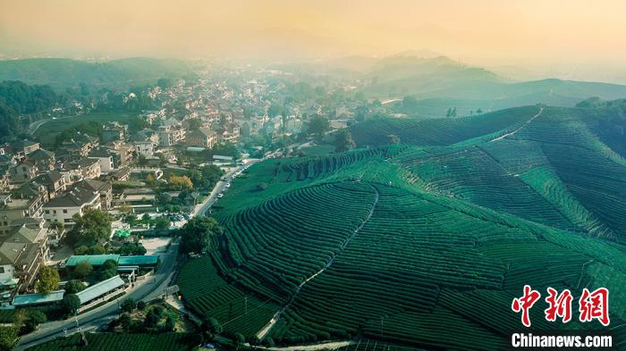 西湖区万亩茶园。 西湖区委宣传部供图 摄 西湖区万亩茶园。 西湖区委宣传部供图 摄