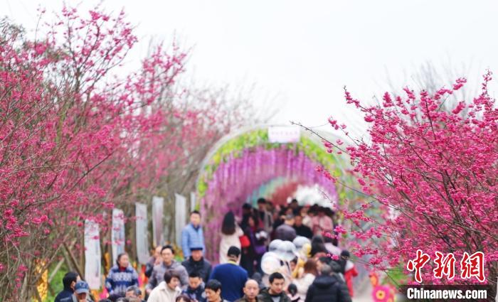 图为游客参观美樱花海景区。　受访者供图 摄