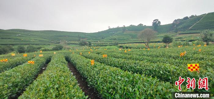 万亩茶园建起害虫智能防控体系。　西湖区委宣传部供图 摄